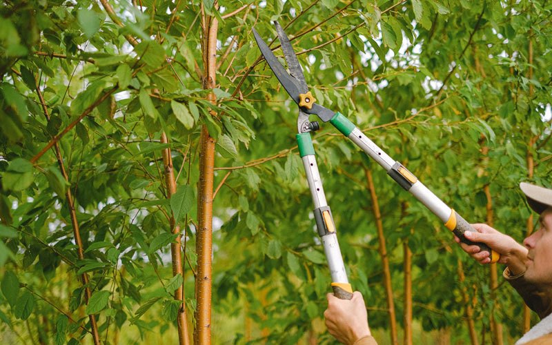 Tree trimming in La Fargeville, NY